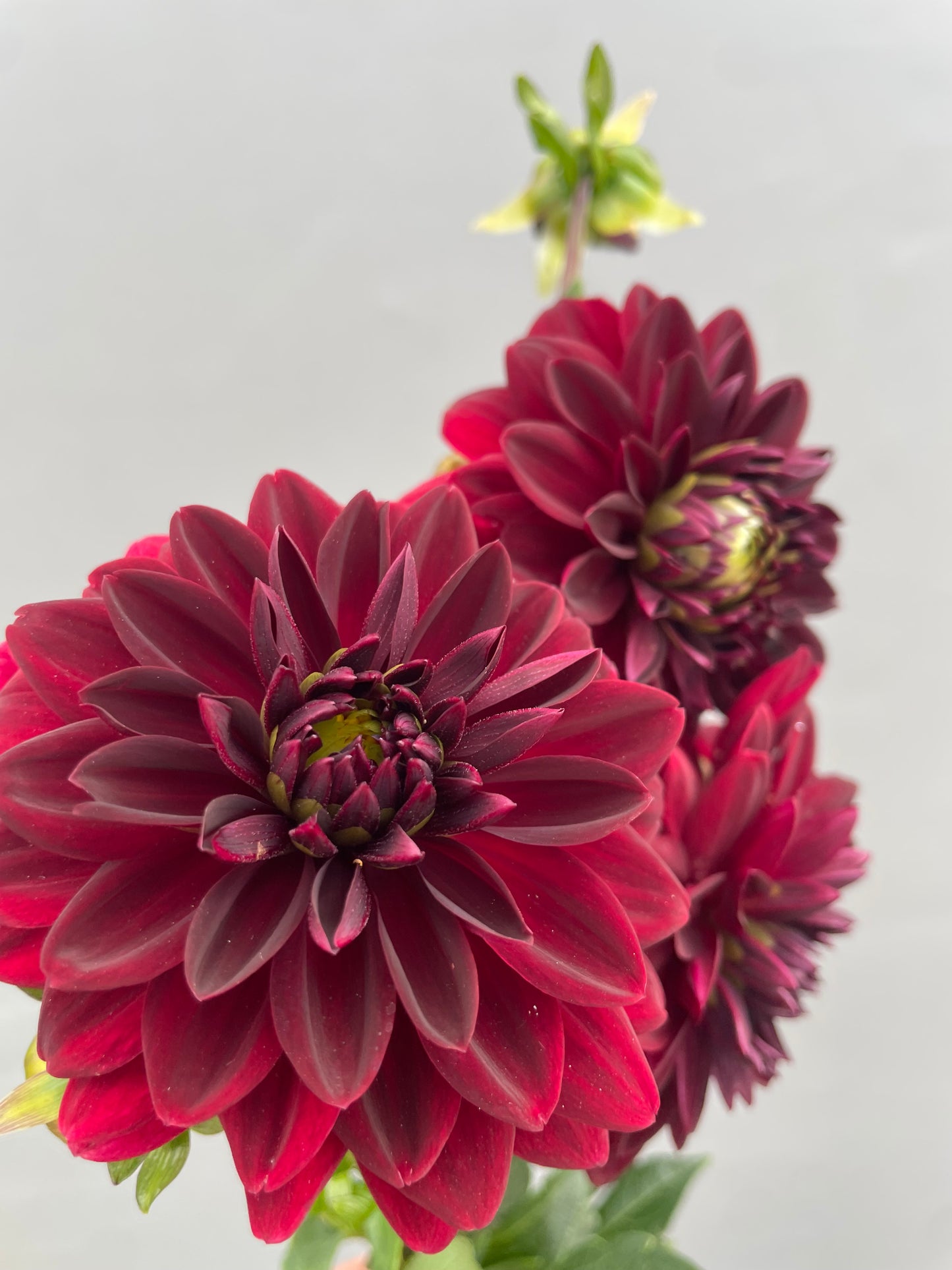 Arabian Night Dahlia Tuber