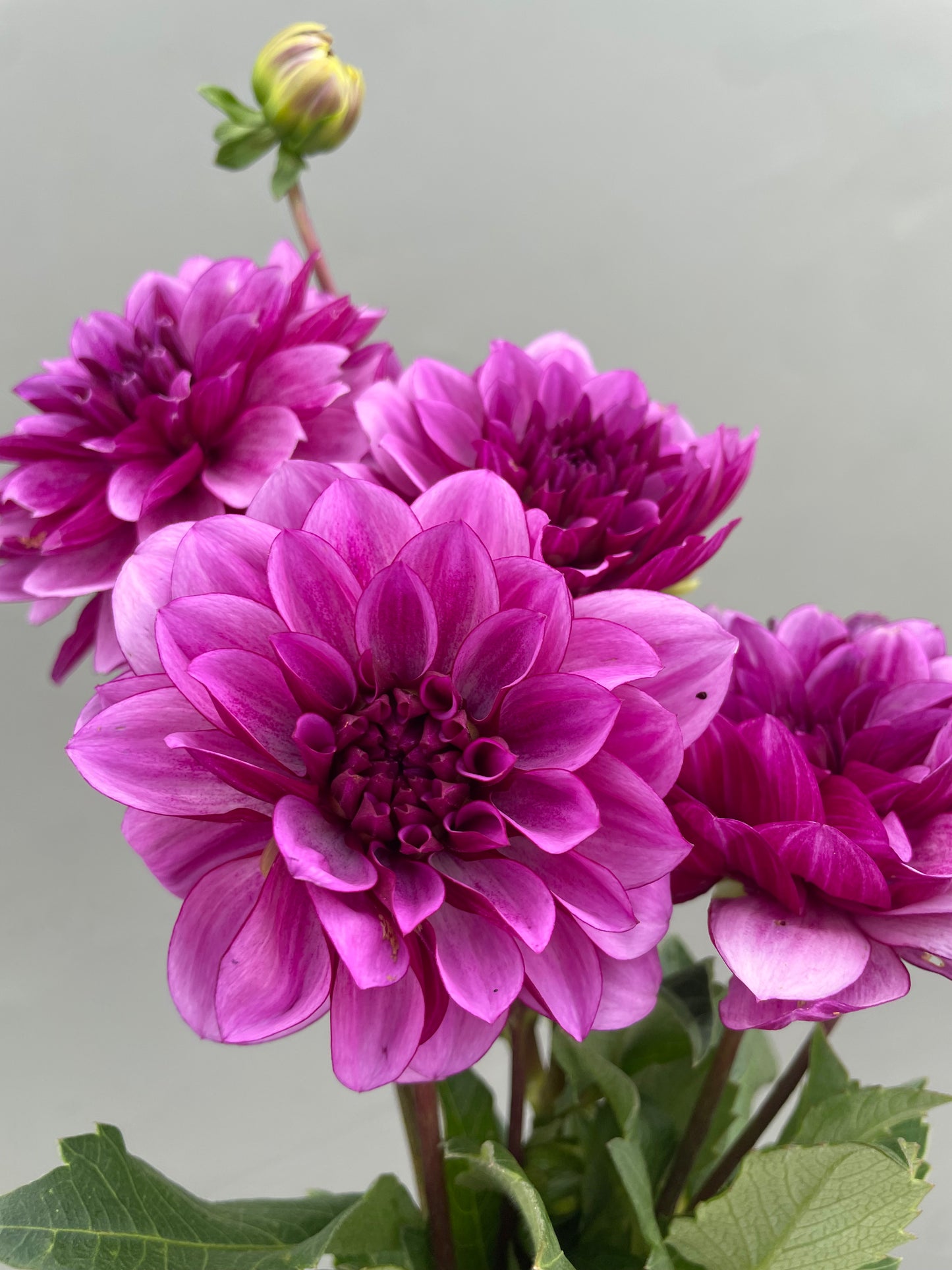 Blue Belle Dahlia Tuber