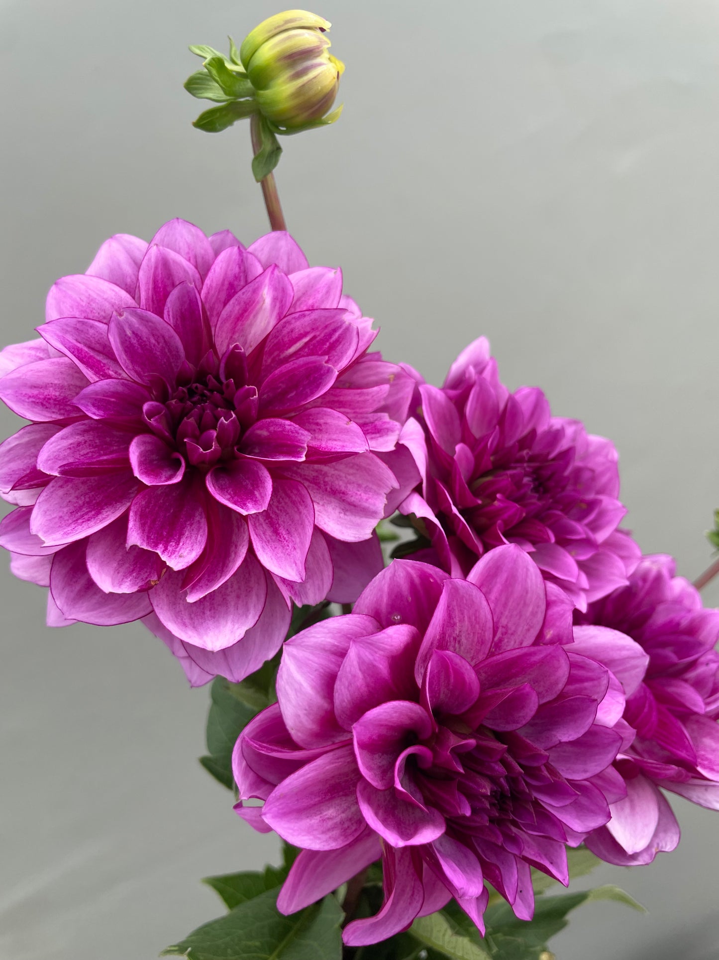 Blue Belle Dahlia Tuber