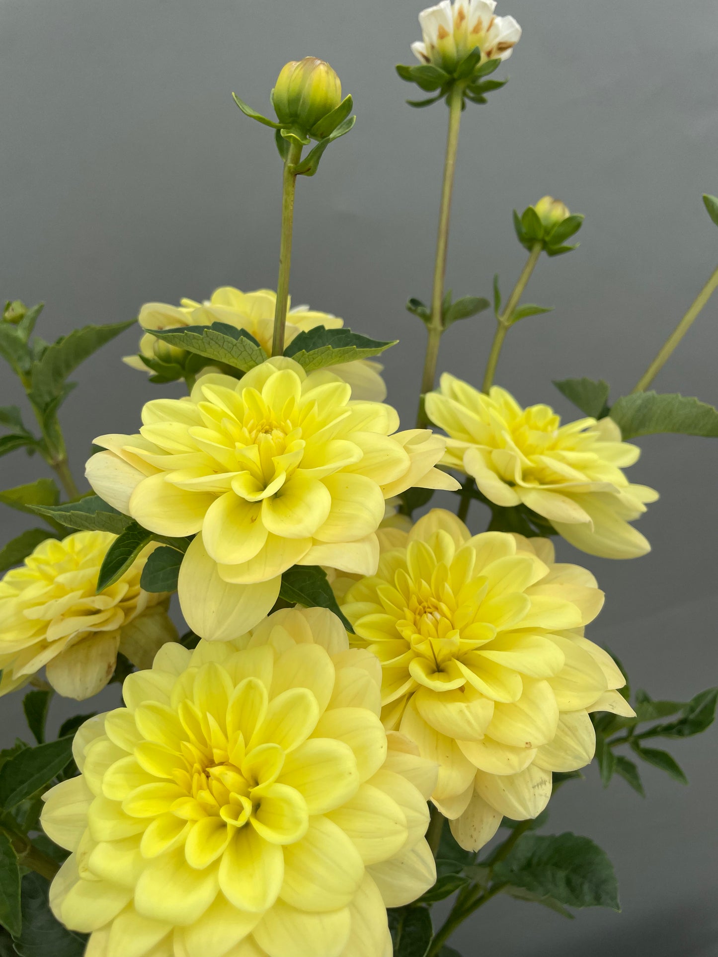 Yellow Perception Dahlia Tubers (2)
