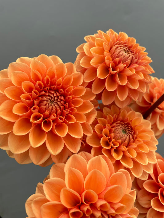 Beginner-Friendly Dahlia Mix (10)