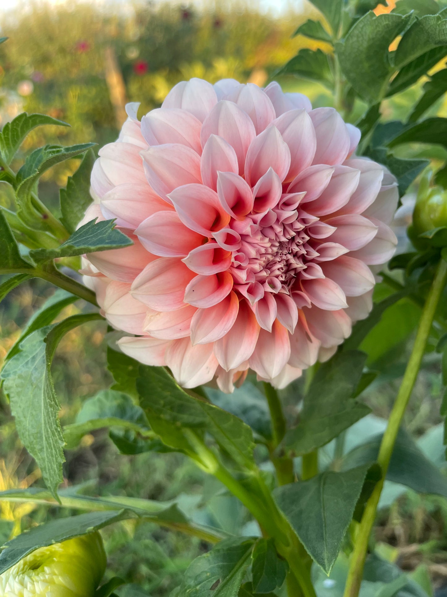 Peaches and Cream Dahlia Tuber