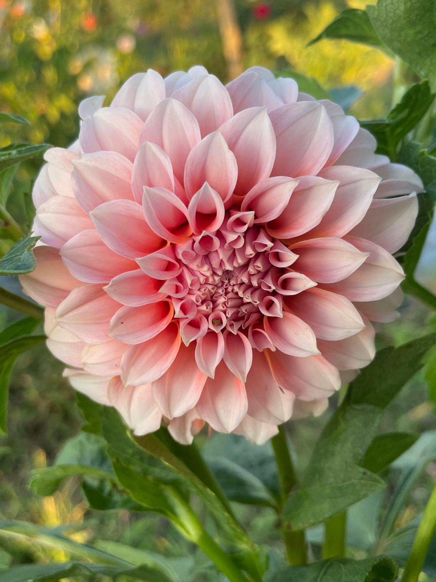 Peaches and Cream Dahlia Tuber