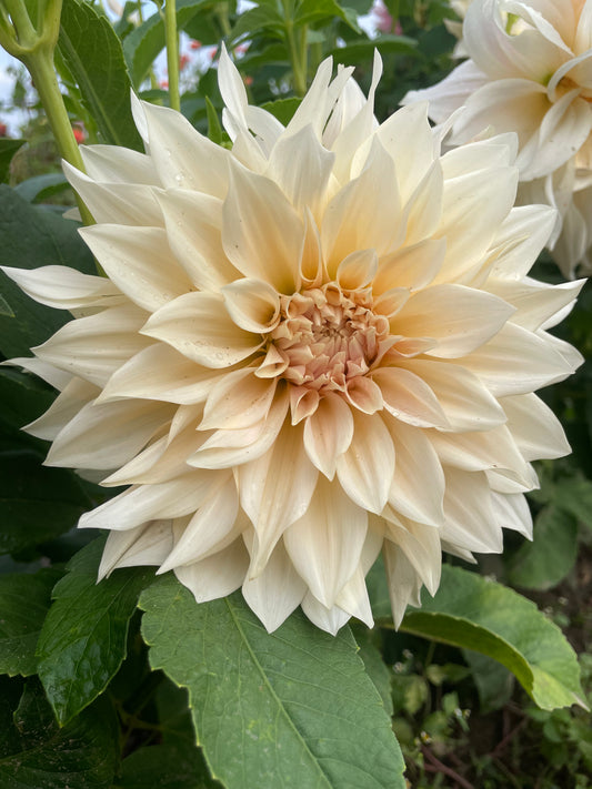 Café au Lait Dahlia Tuber
