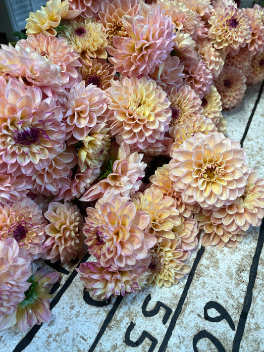 Beginner-Friendly Dahlia Bundle (10)