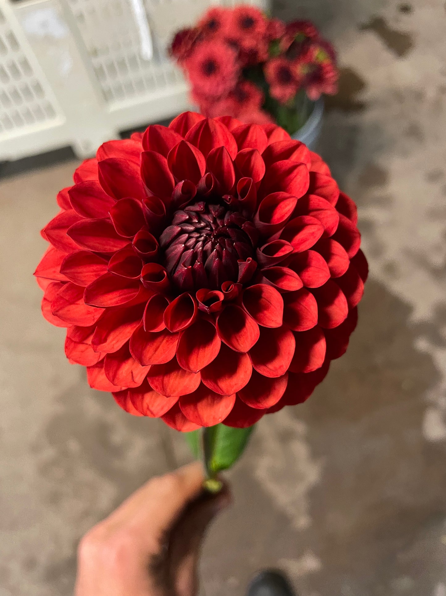 Brown Sugar Dahlia Tuber
