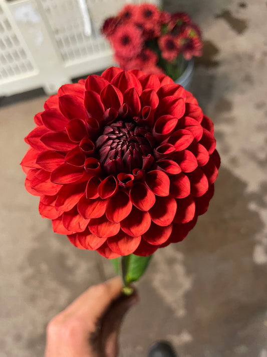 Brown Sugar Dahlia Tuber