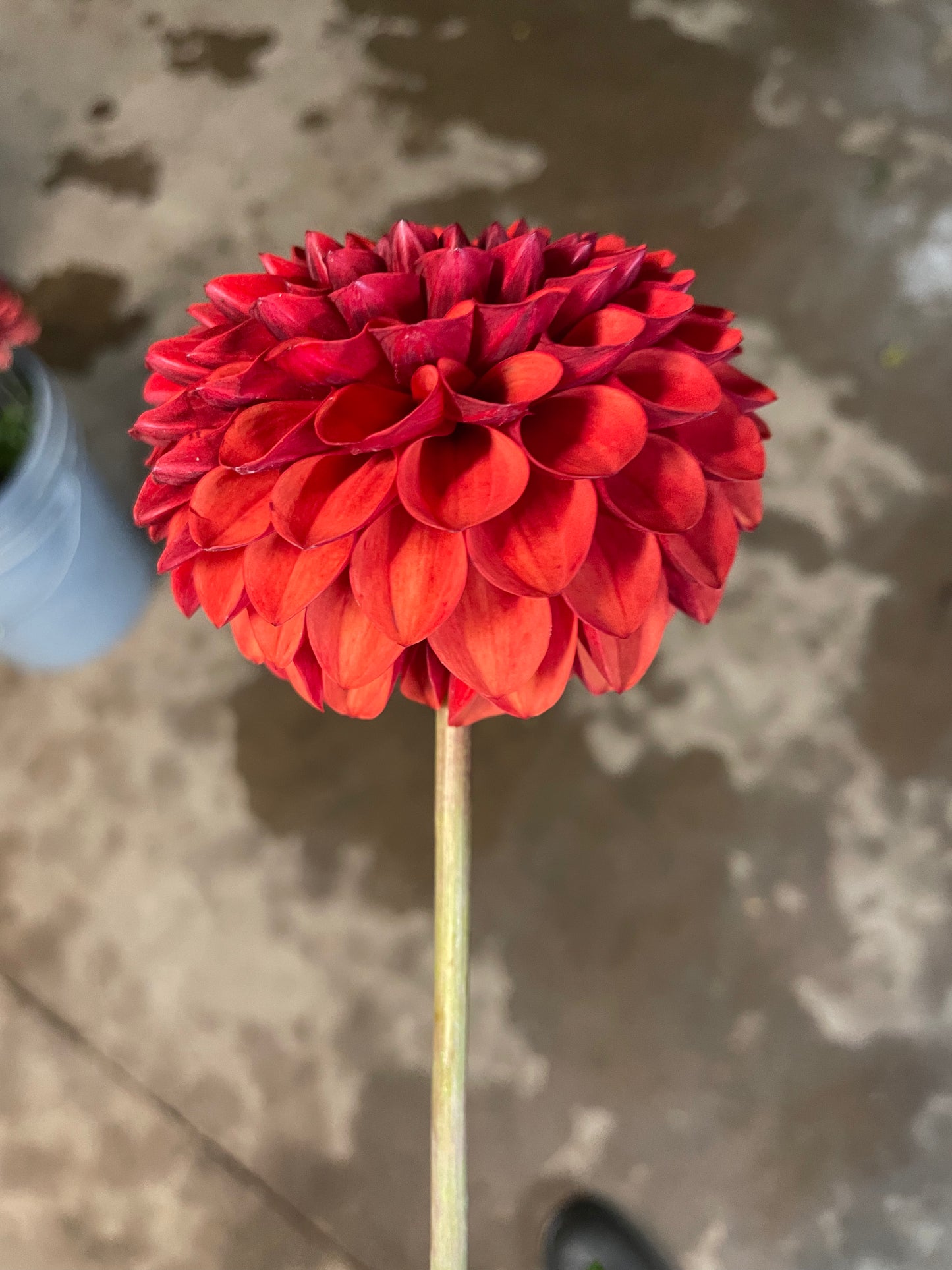 Brown Sugar Dahlia Tuber