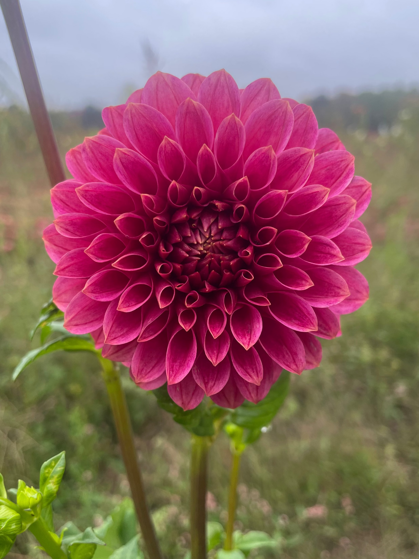 KA's® Rosie Jo Dahlia Tuber