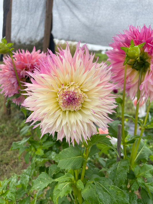 Camano Crash Dahlia Tuber