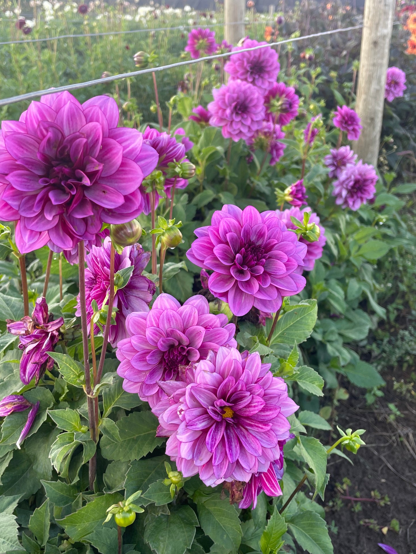 Limited Time Holiday Bundle (7 Dahlias)