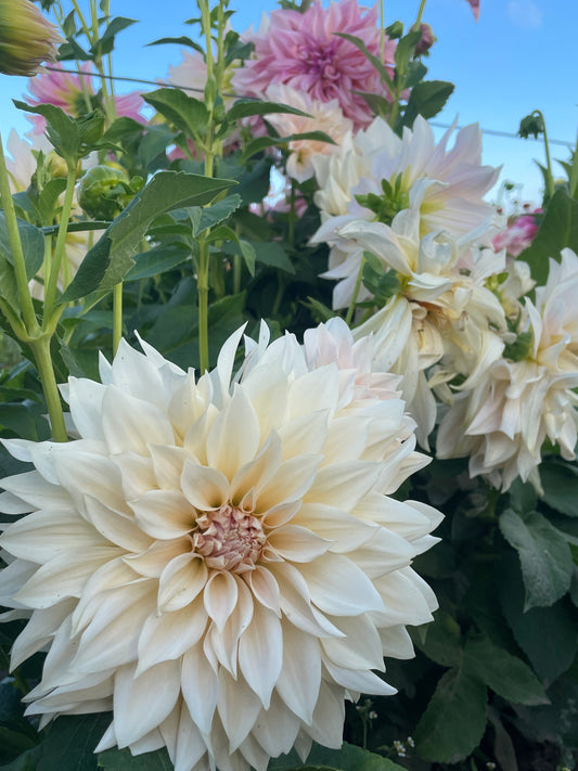 Café au Lait Dahlia Tuber