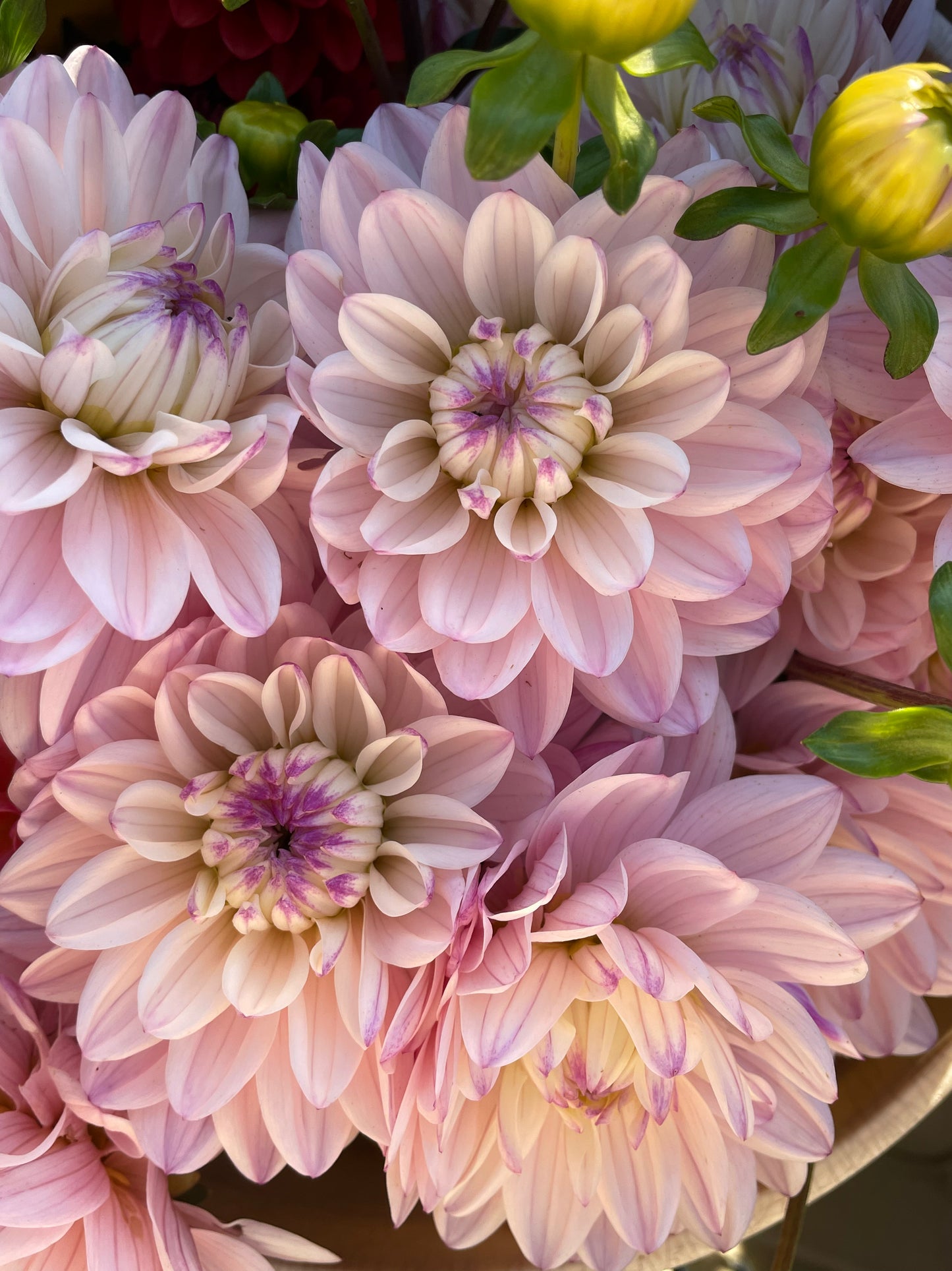 Lady Kate Dahlia Tuber