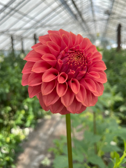 KA's® Keltie Rose Dahlia Tuber