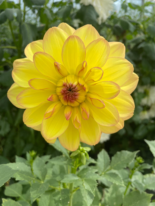 Happy Go Lucky Dahlia Tuber