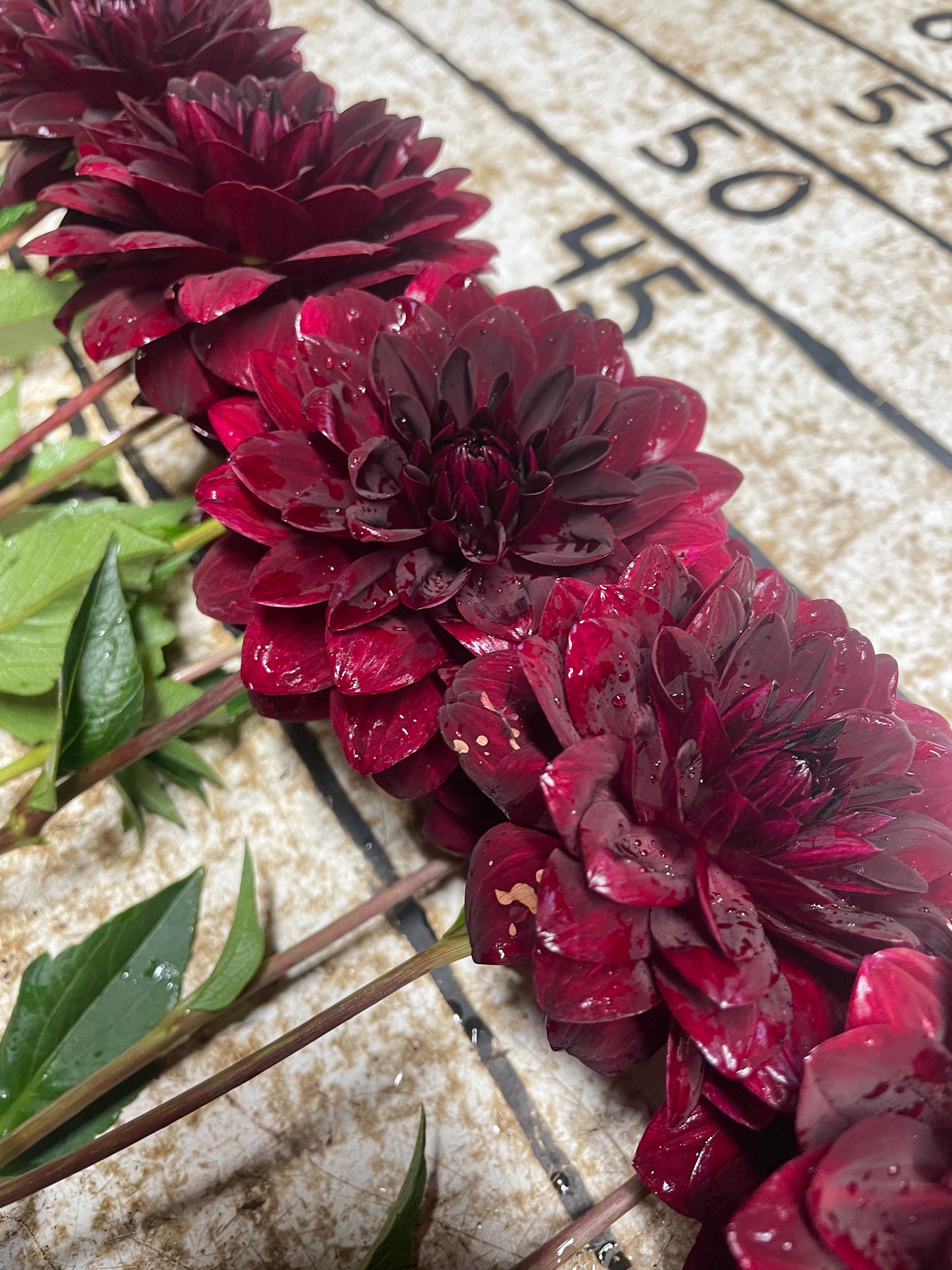 Arabian Night Dahlia Tuber