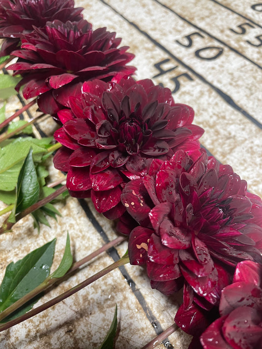 Arabian Night Dahlia Tuber