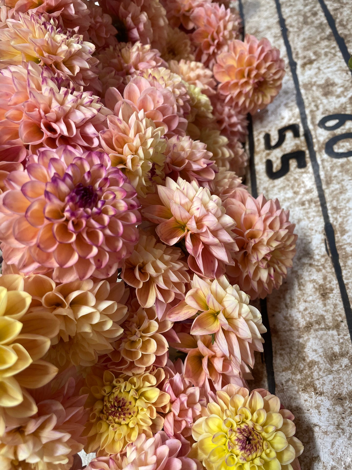 Yellow Jill Dahlia Tuber