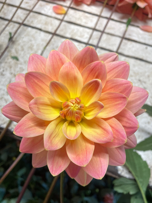 Mr. Franz Dahlia Tuber