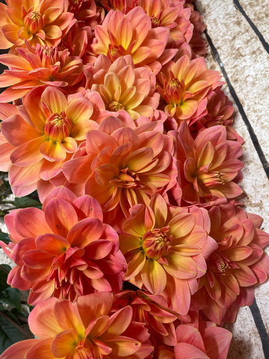 Mr. Franz Dahlia Tuber