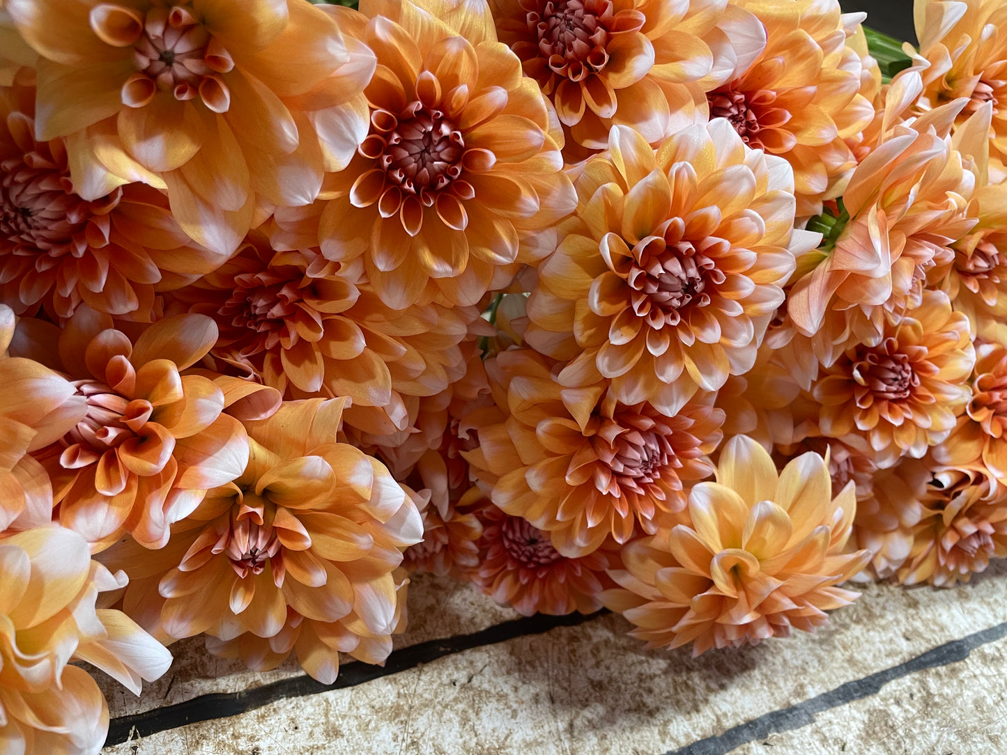 Orange Perception Dahlia Tuber