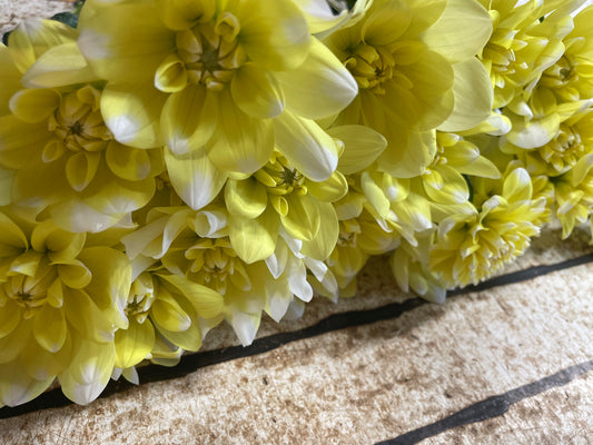 Yellow Perception Dahlia Tubers (2)