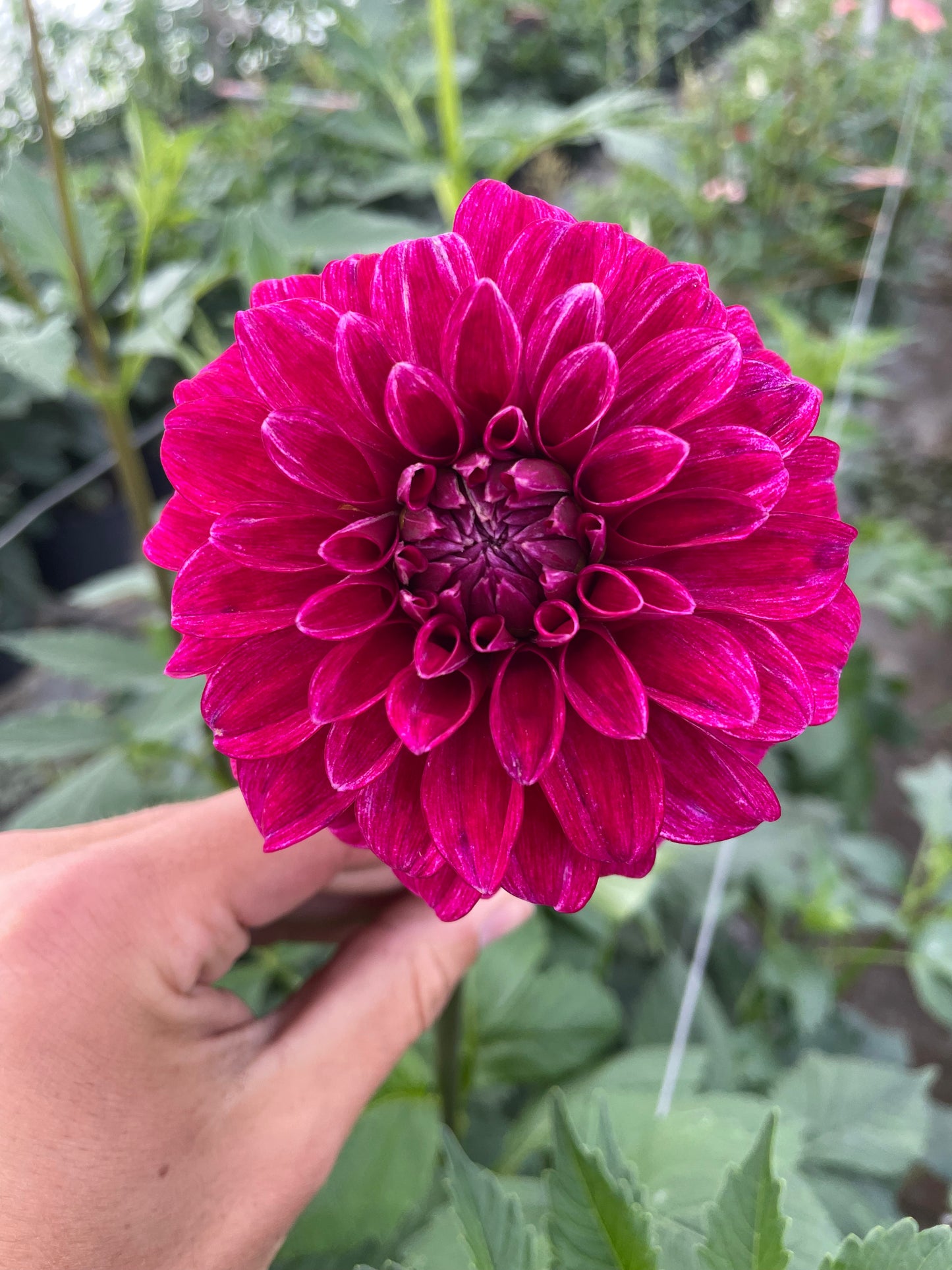 RM Berry Bliss Dahlia Tuber