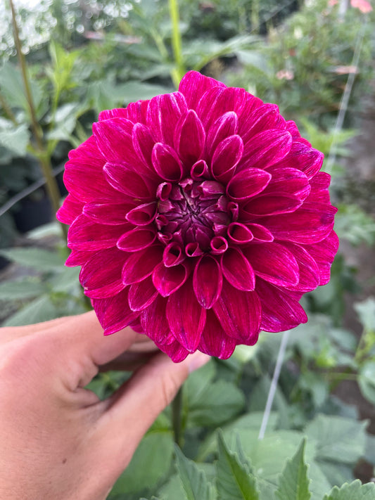 RM Berry Bliss Dahlia Tuber