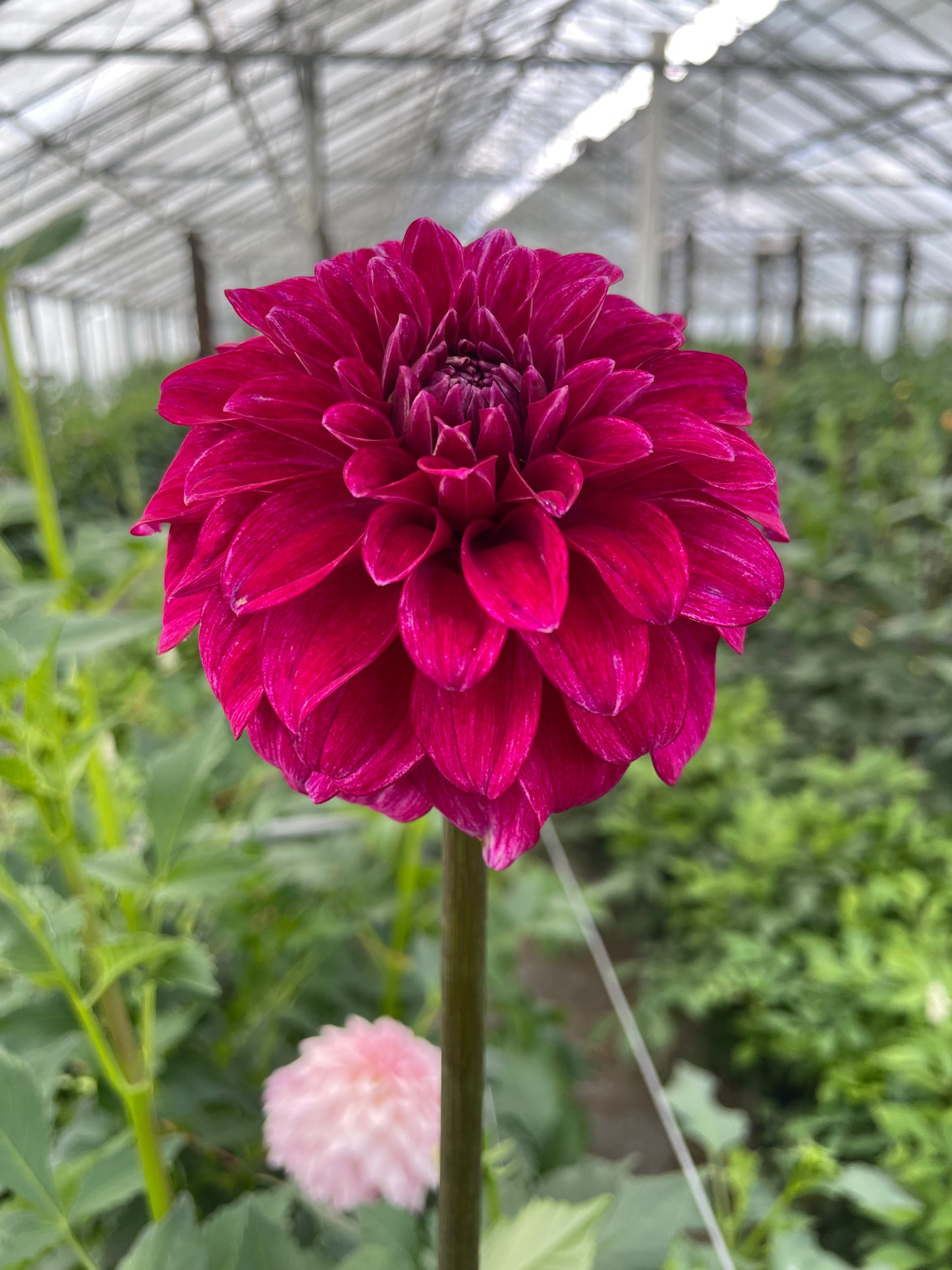 RM Berry Bliss Dahlia Tuber
