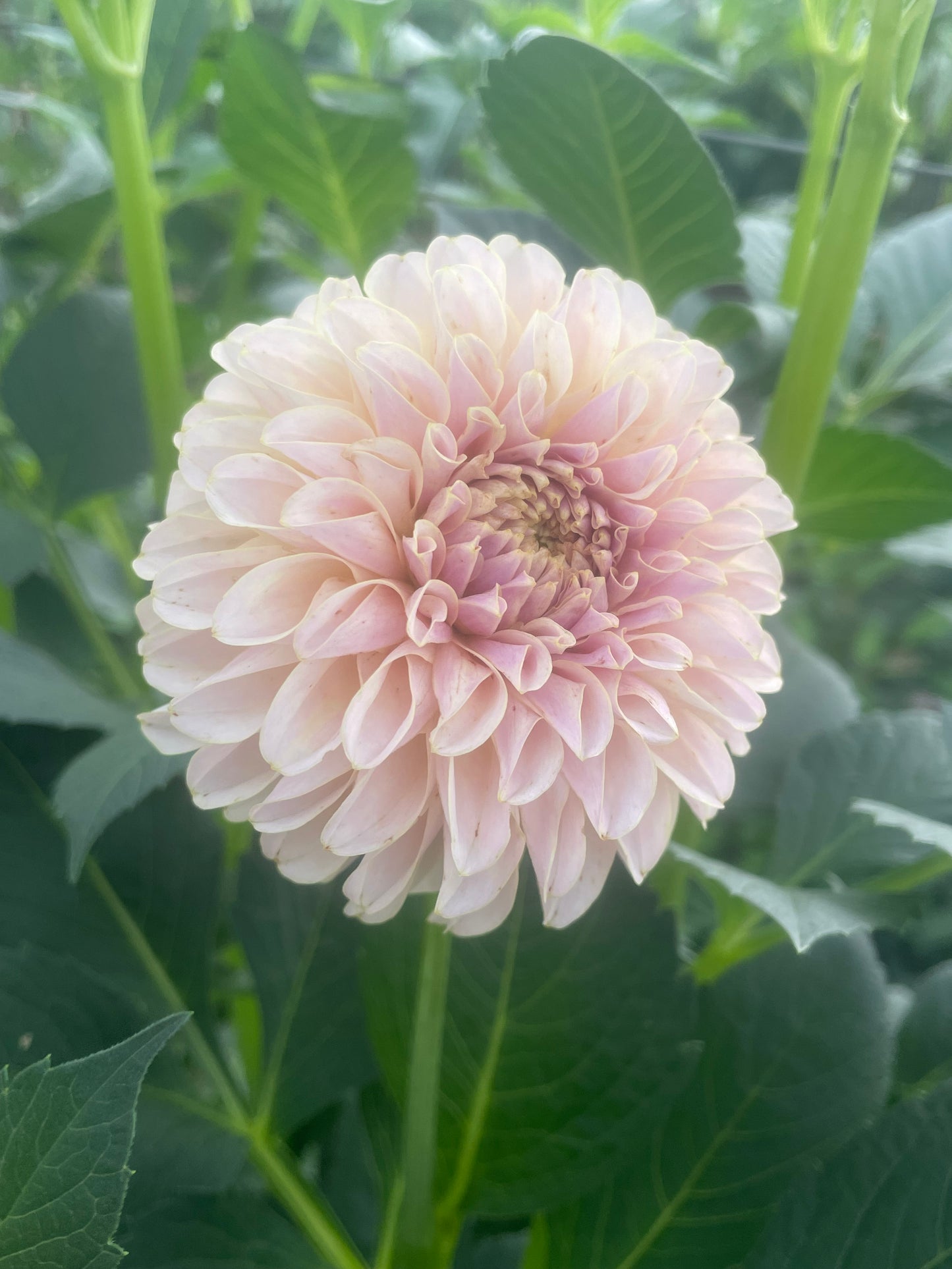 KA's® Cinder Rose Dahlia Tuber