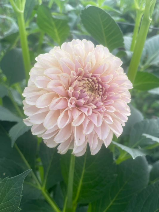 KA's® Cinder Rose Dahlia Tuber