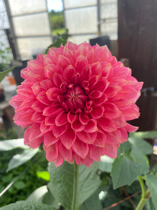 RM Pink Sugar Dahlia Tuber