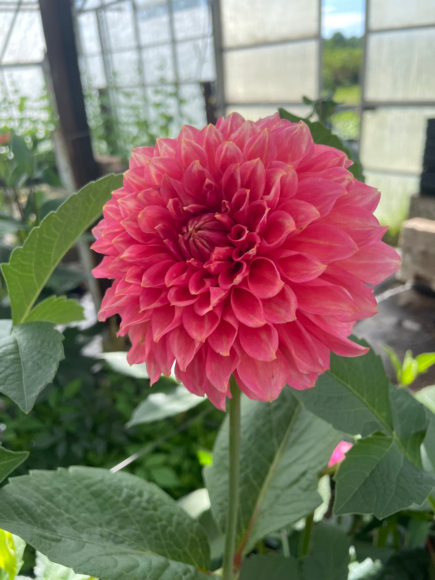 RM Pink Sugar Dahlia Tuber