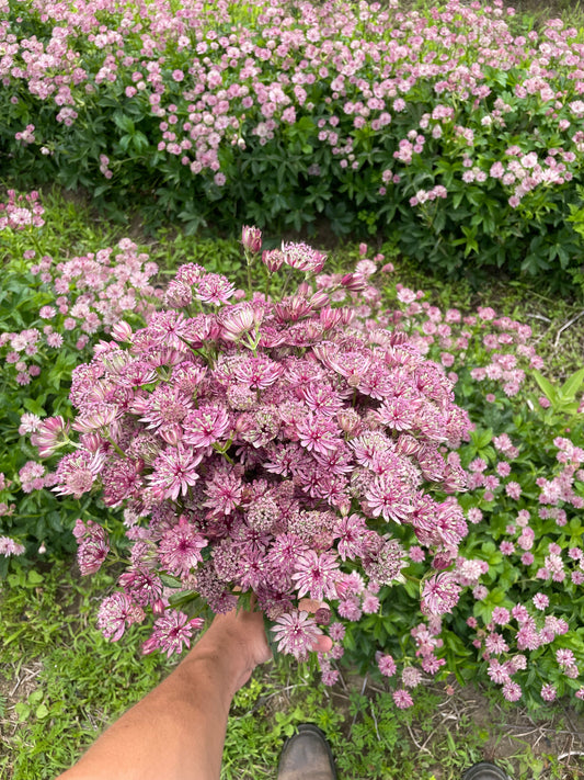 Astrantia Pink (wholesale)
