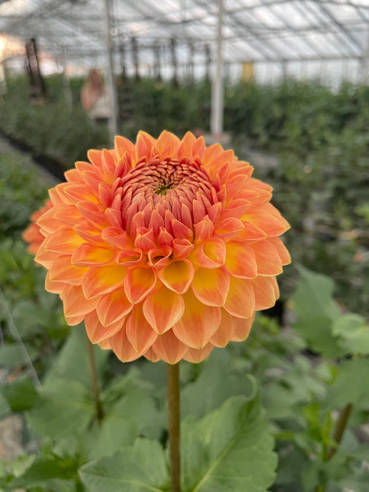 Blyton Softer Gleam Dahlia Tuber