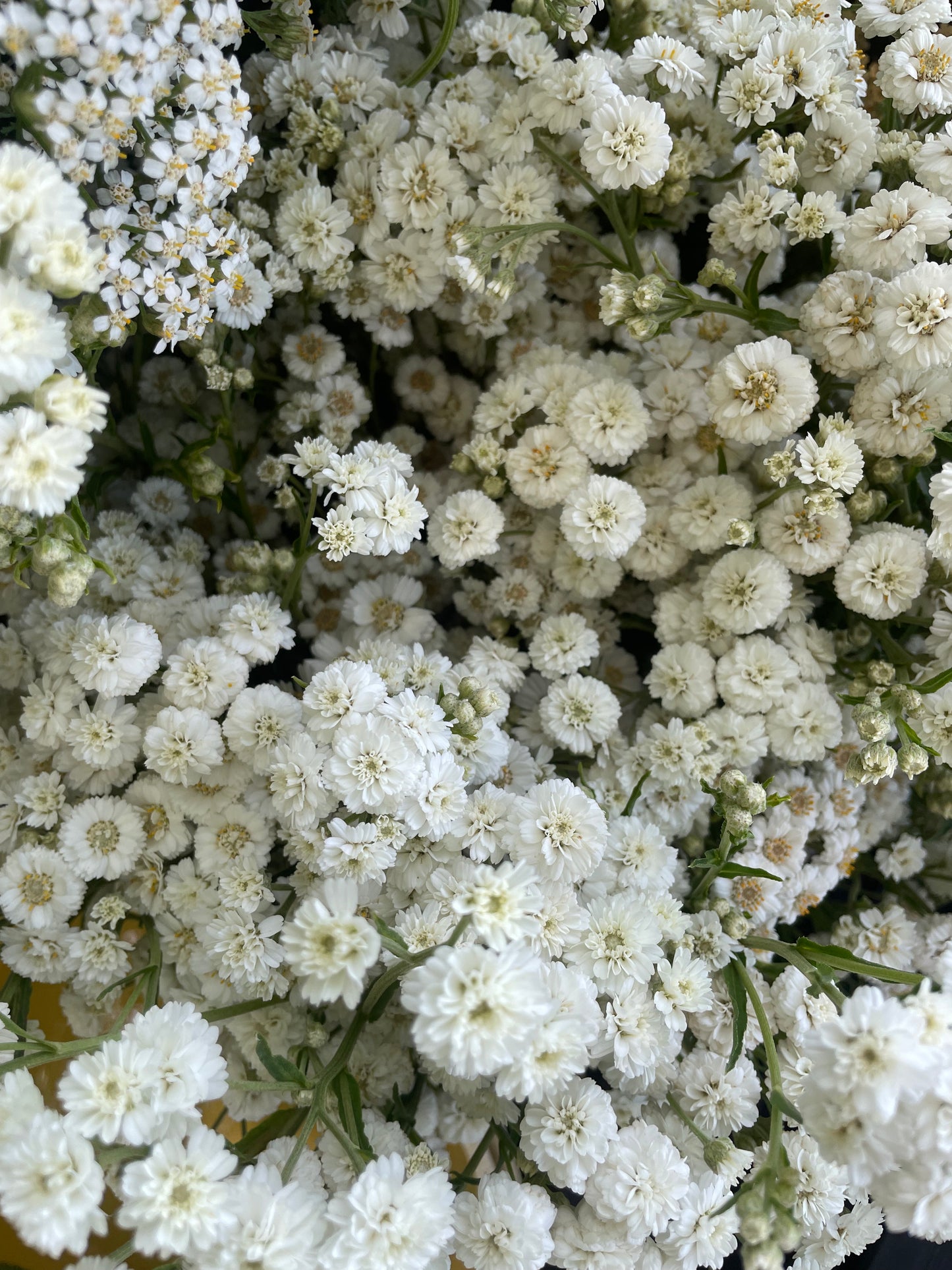 Yarrow Double Pearl White (wholesale)