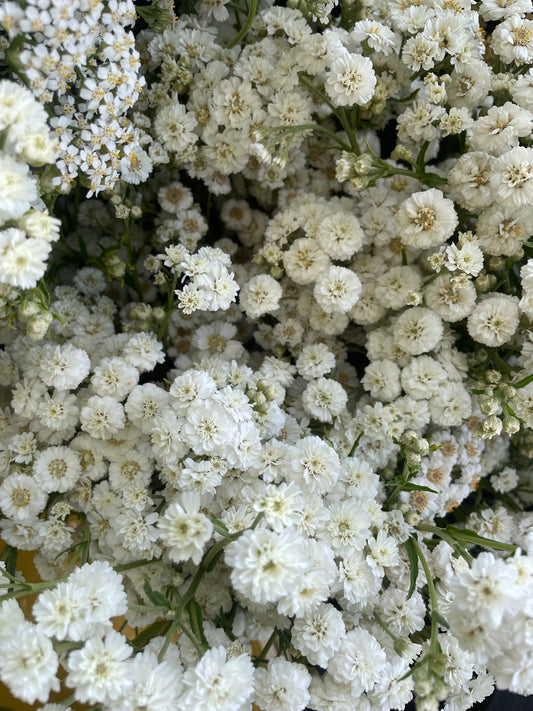 Yarrow Double Pearl White (wholesale)