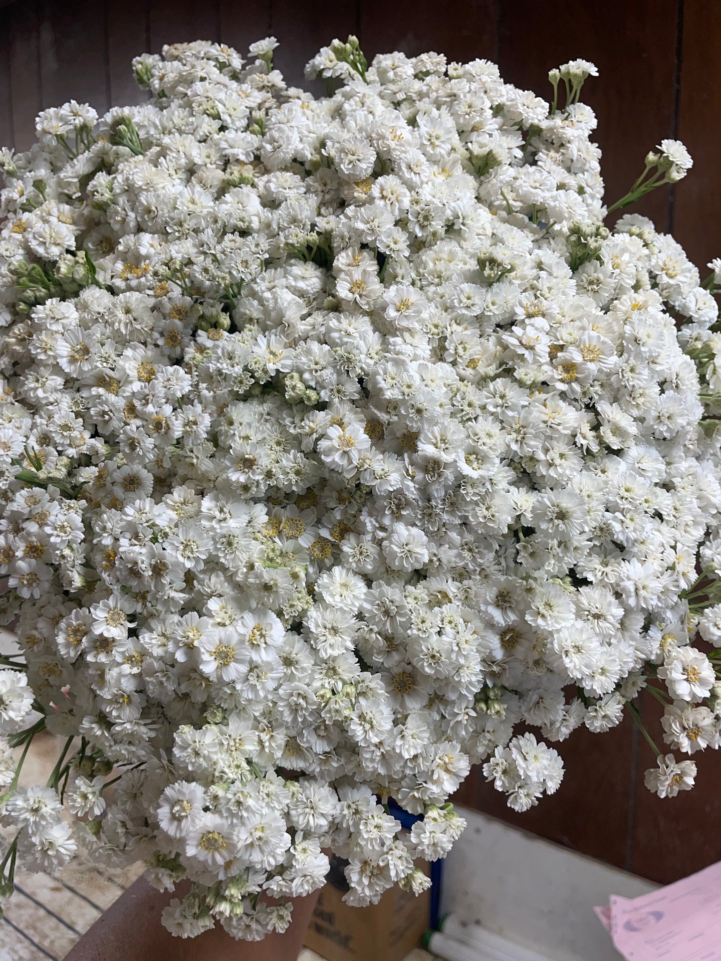 Yarrow Double Pearl White (wholesale)