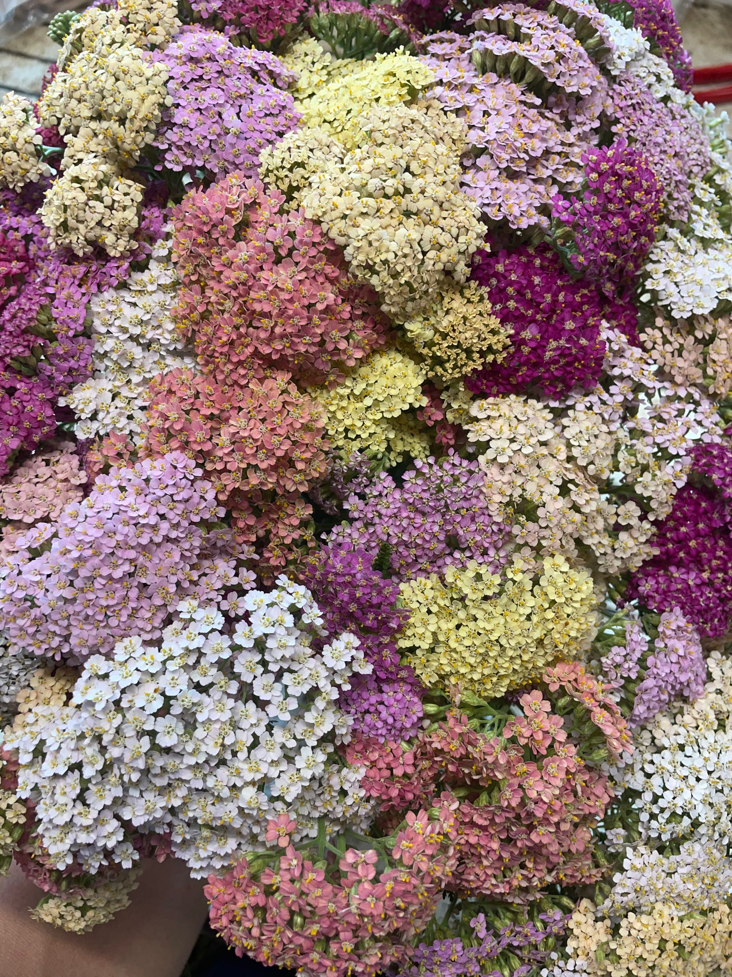 Mixed Yarrow