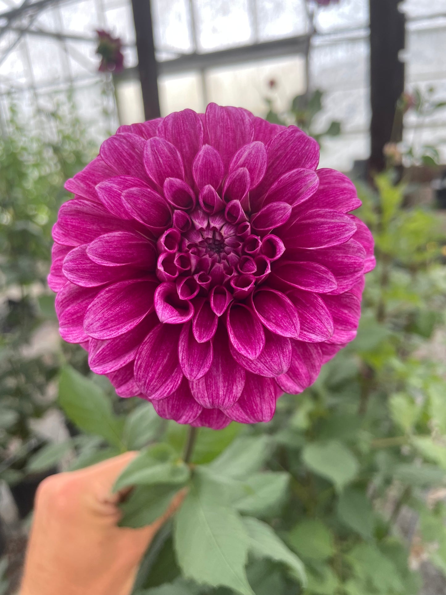 RM Berry Bliss Dahlia Tuber