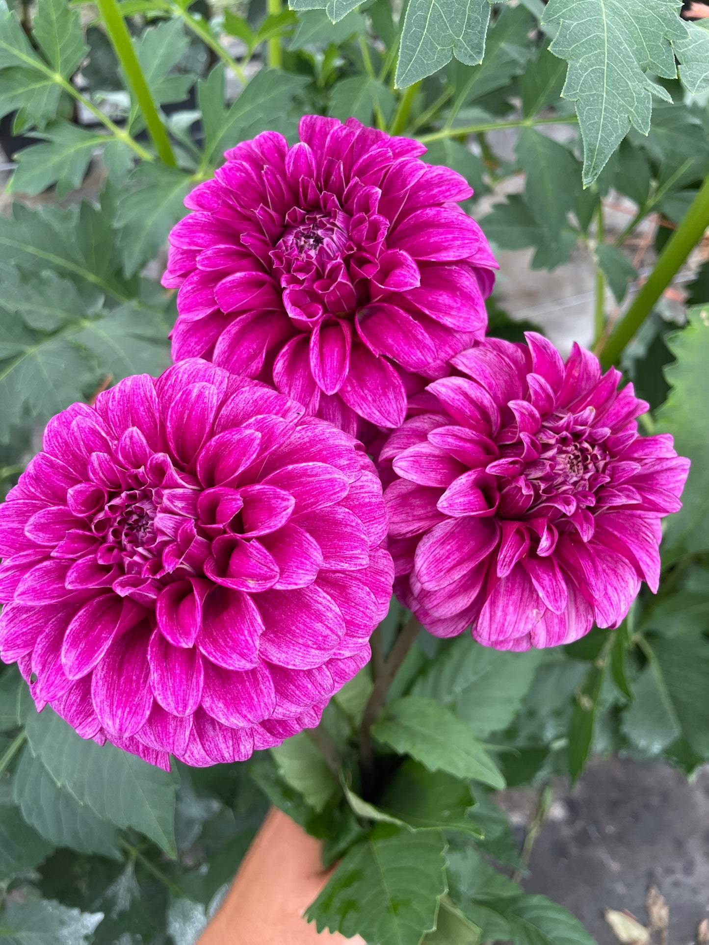 RM Berry Bliss Dahlia Tuber