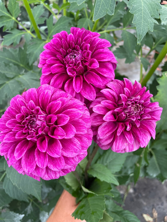 RM Berry Bliss Dahlia Tuber