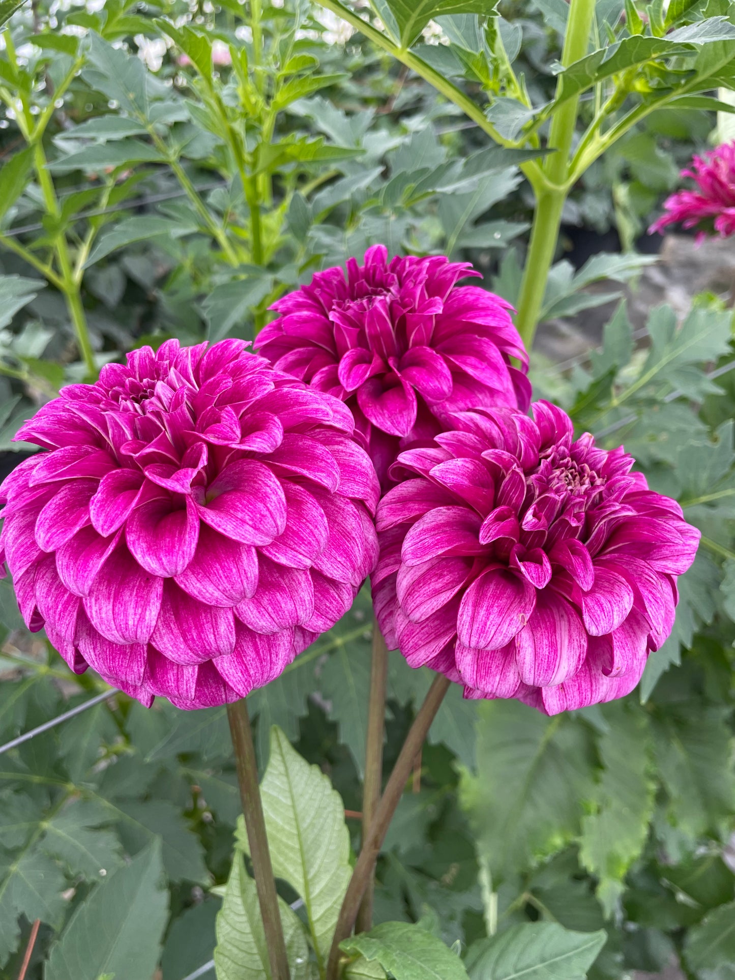 RM Berry Bliss Dahlia Tuber