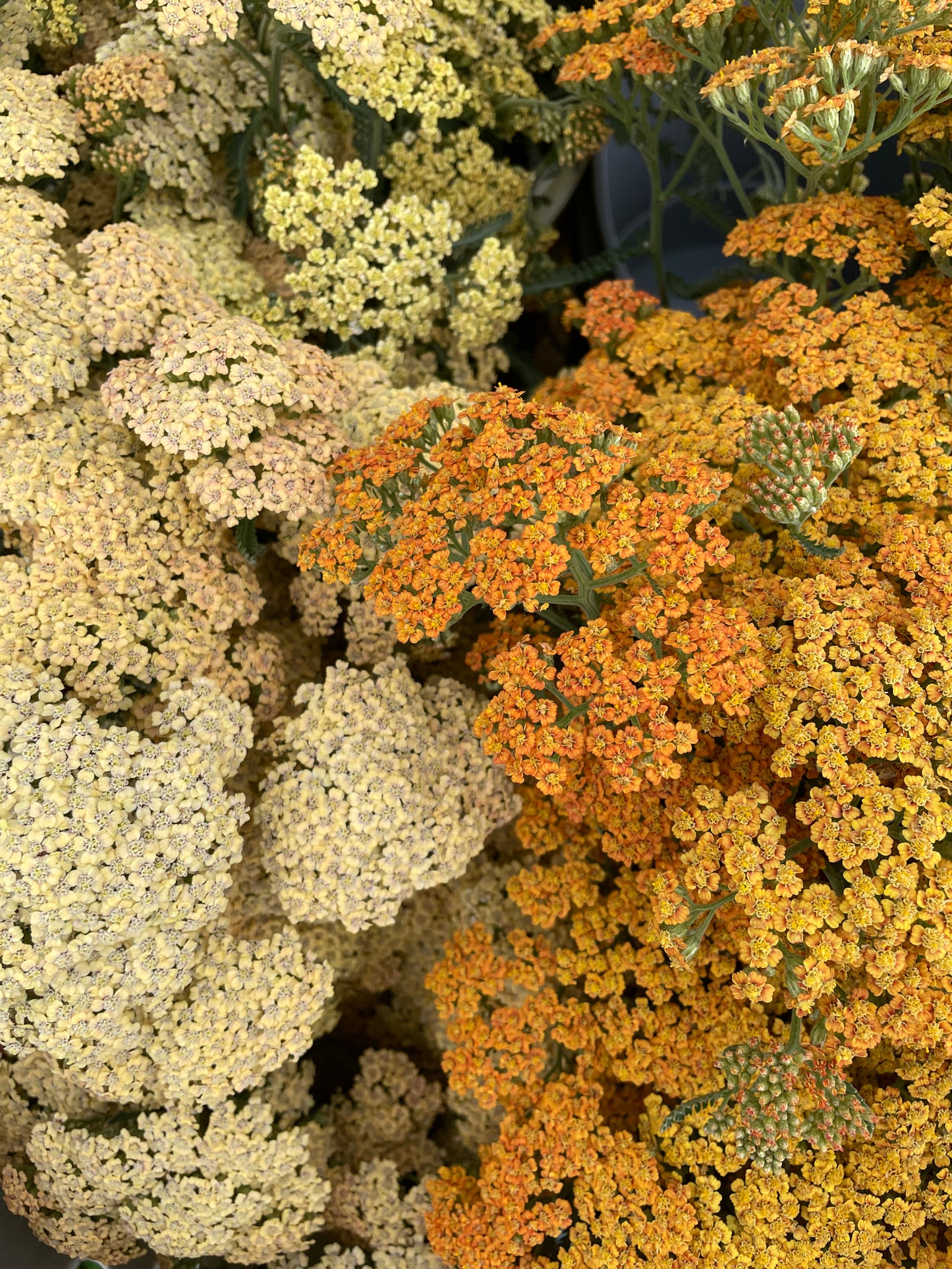 Mixed Yarrow