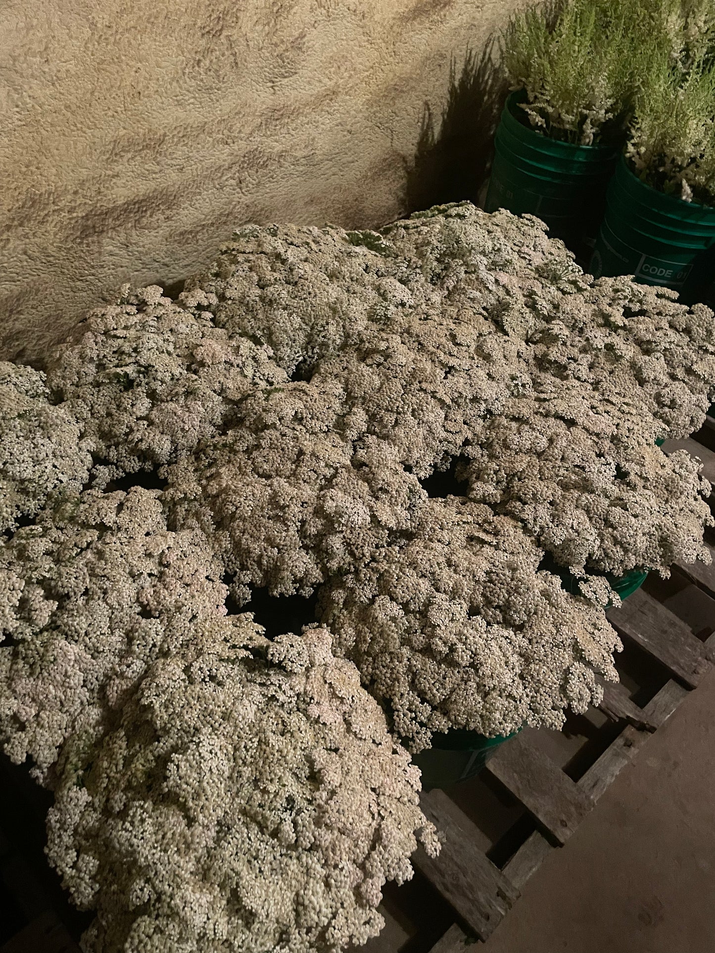 Yarrow White (wholesale)