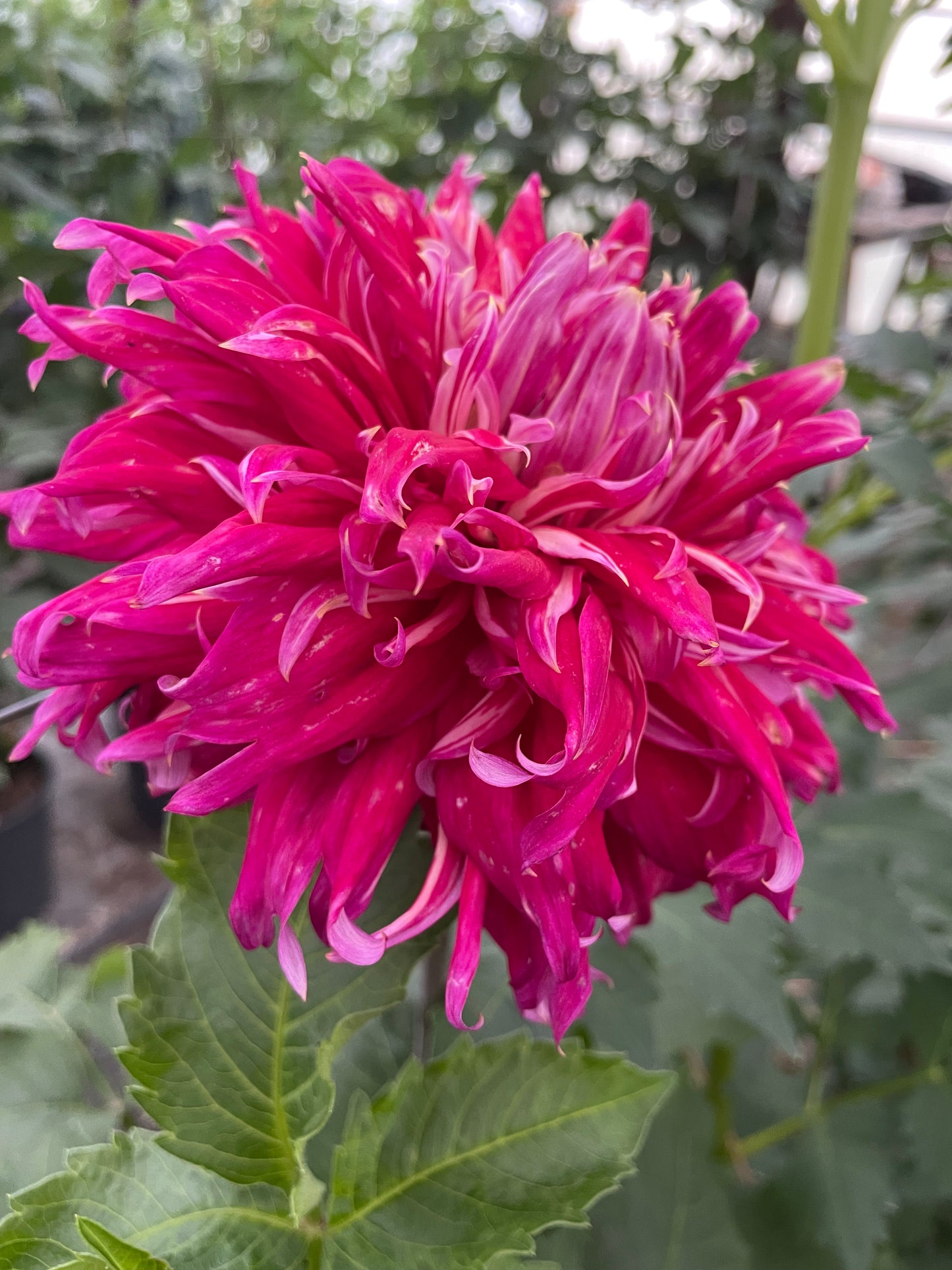 TSUKI-NO-SUZU Dahlia Tuber