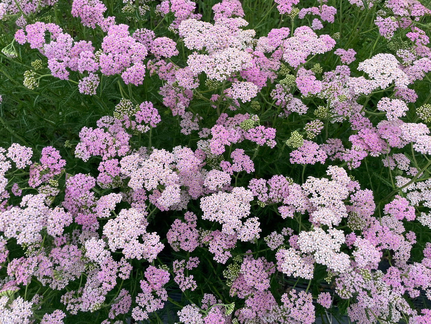 Yarrow Pink (wholesale)