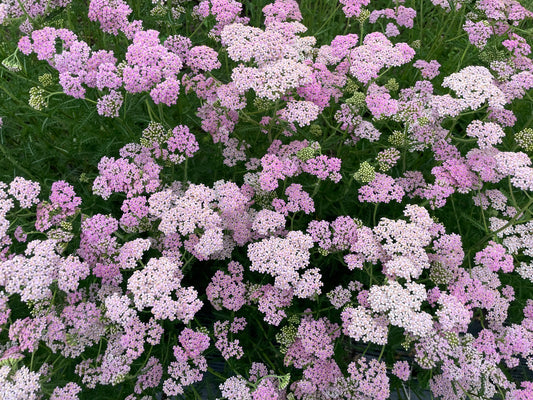 Yarrow Pink (wholesale)