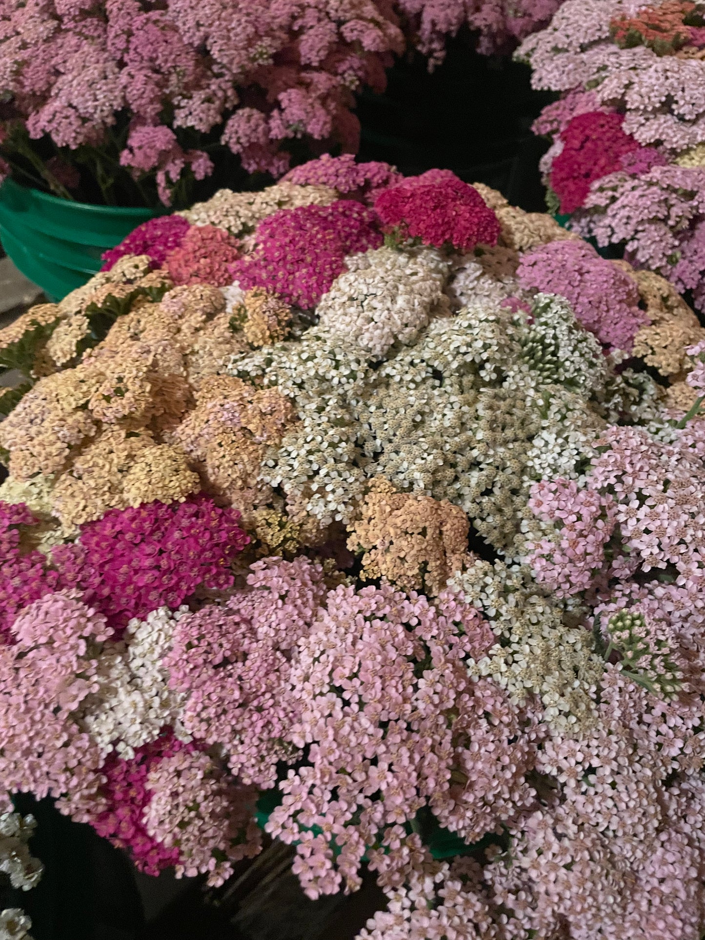 Mixed Yarrow