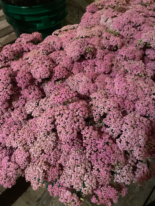 Yarrow Pink (wholesale)